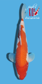 56